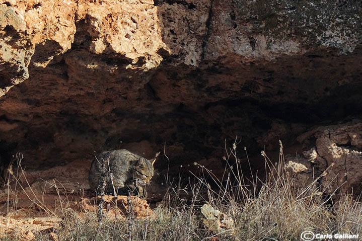 Gatto selvatico (in natura) - Bulgaria